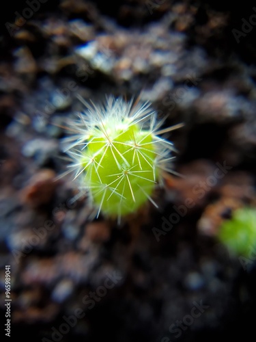 Tiny Cactus Closeup
