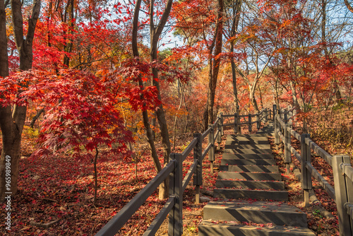 Seoul South Korea, red maple tree leaf at Samcheong Park in autumn season