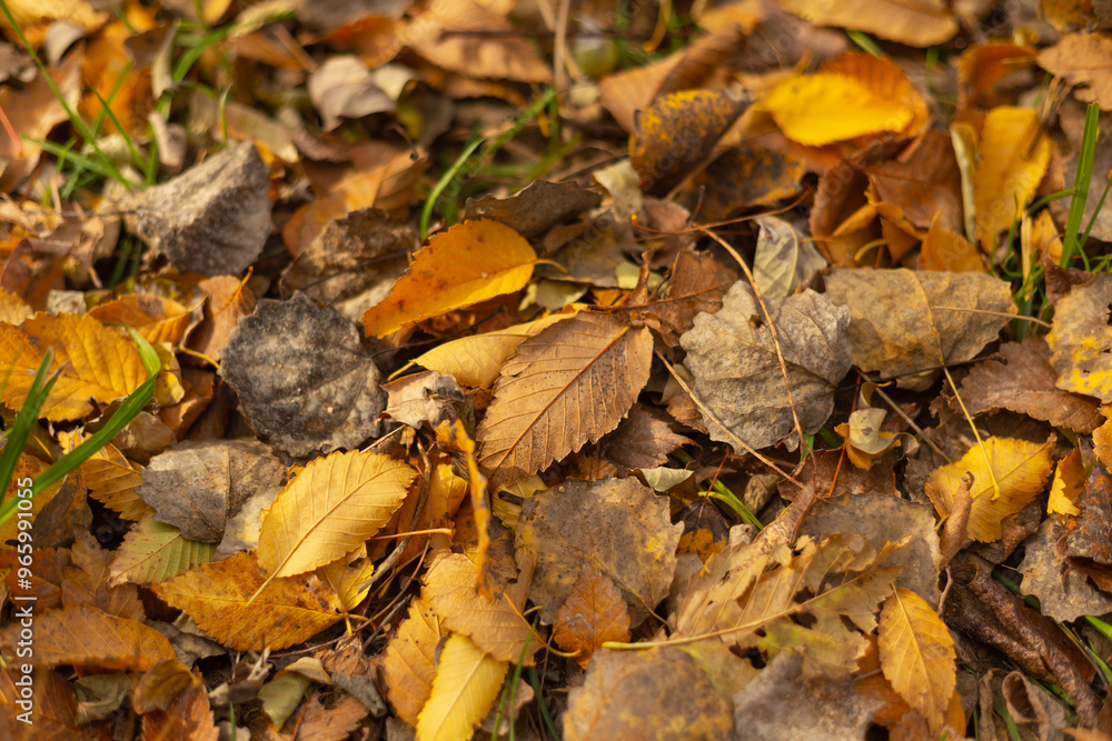 Golden Leaves and Autumn Serenity in the Forest Golden Leaves and Autumn Serenity in the Forest