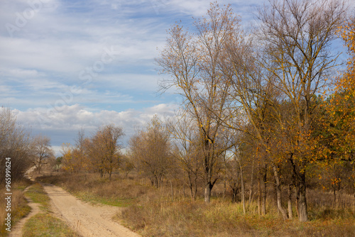 Golden Leaves and Autumn Serenity in the Forest