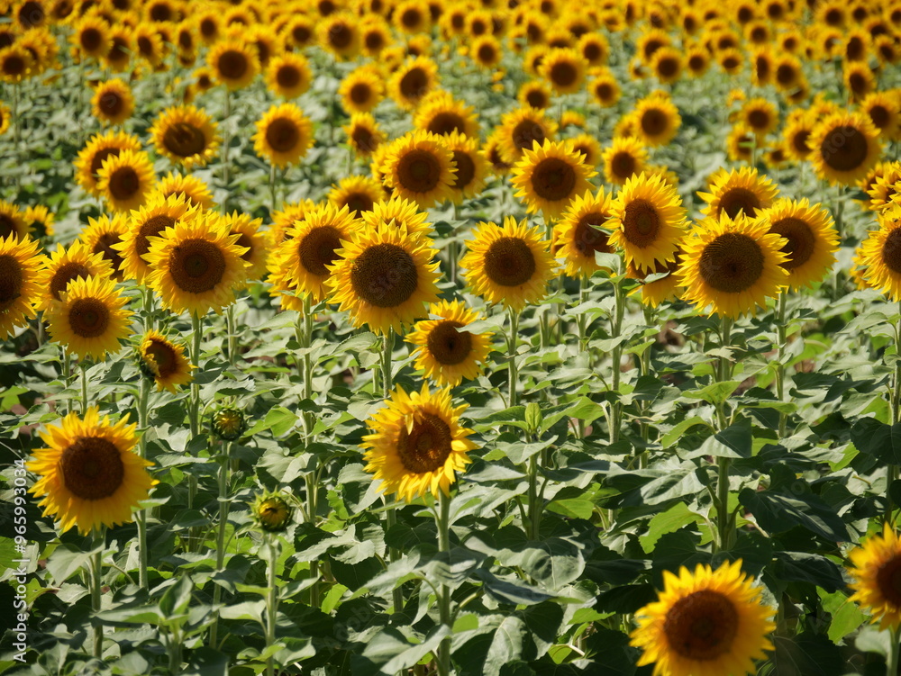Beautiful Sunflowers on a Bright Sunny Midwestern Day Beautiful Sunflowers on a Bright Sunny Midwestern Day
