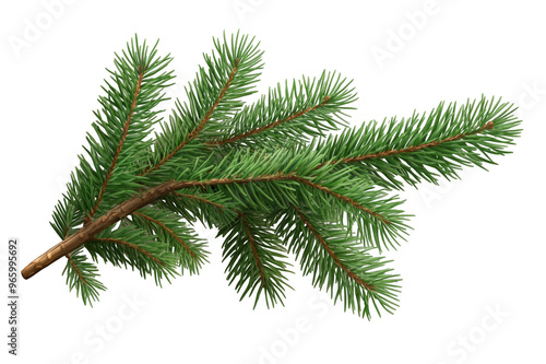 Pine branch on transparent background photo