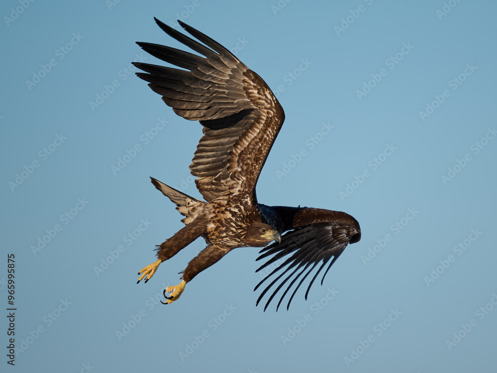 Fototapeta premium White-tailed eagle (haliaeetus albicilla)