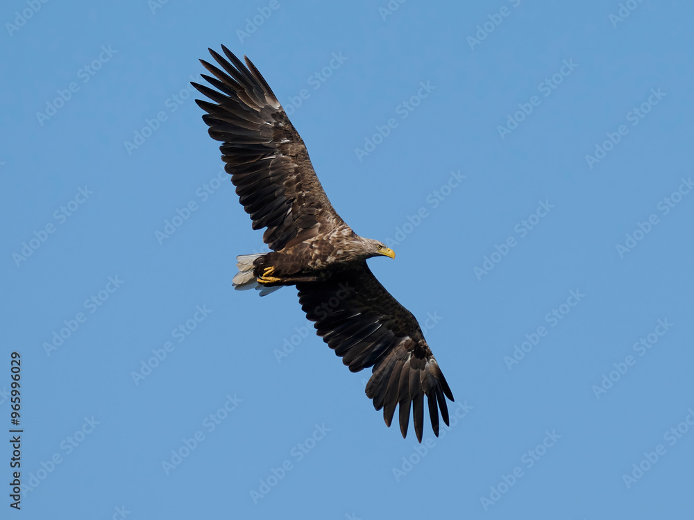 White-tailed eagle (haliaeetus albicilla) White-tailed eagle (haliaeetus albicilla)