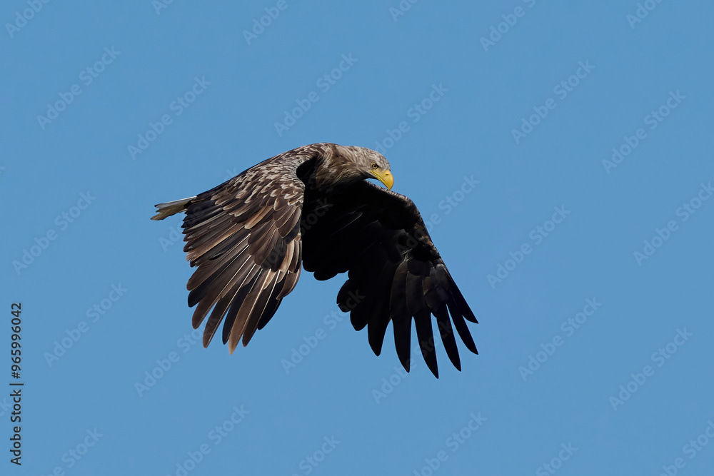 Obraz premium White-tailed eagle (haliaeetus albicilla)