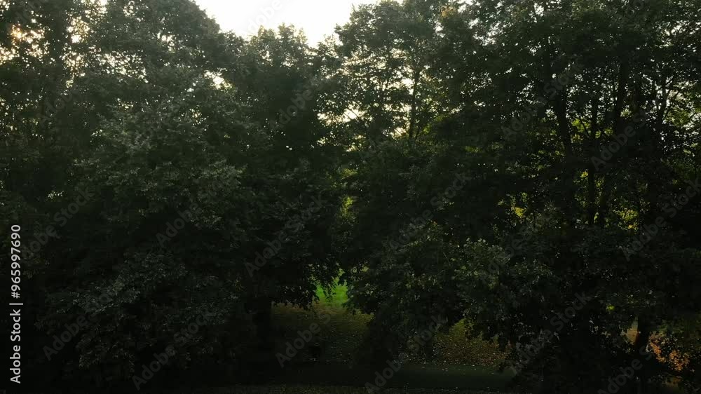 Sunlight in tree branches at sunset Sunlight in tree branches at sunset