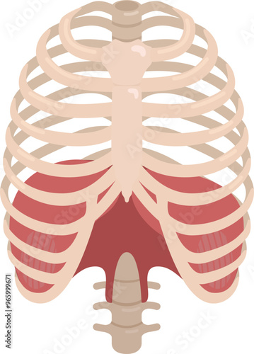 Flat vector Diaphragm EPS