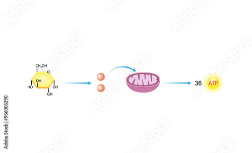 Glycolysis .Cellular Respiration. Mitochondria. Scientific Vector Illustration	