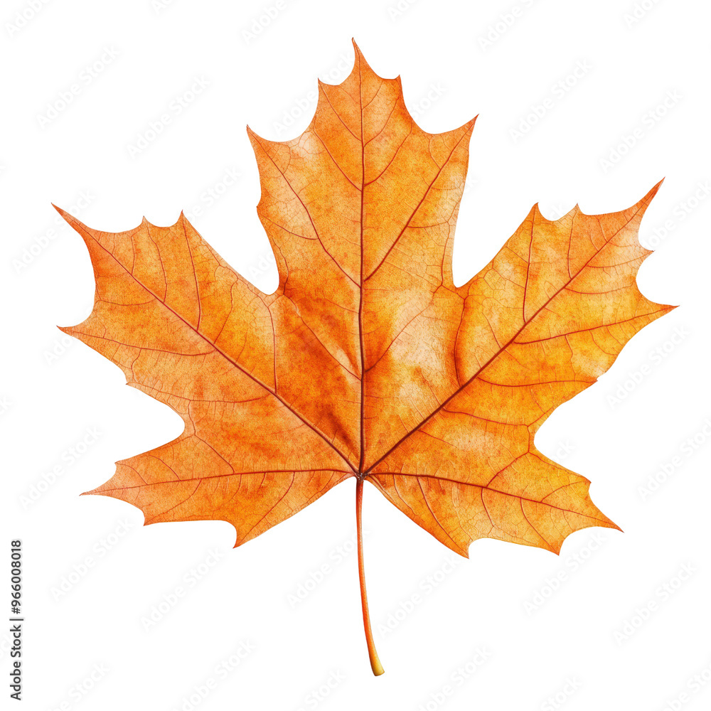 Obraz premium Golden Autumn Leaf - Nature's Delicate Beauty.