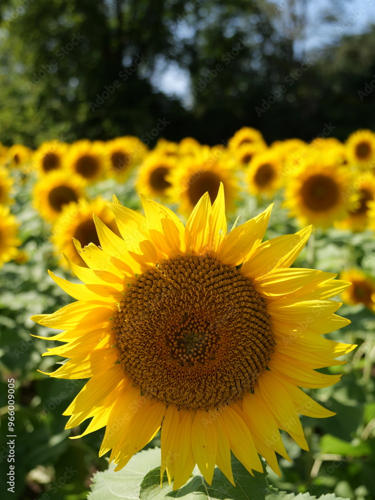 Obraz premium Beautiful Sunflowers on a Bright Sunny Midwestern Day