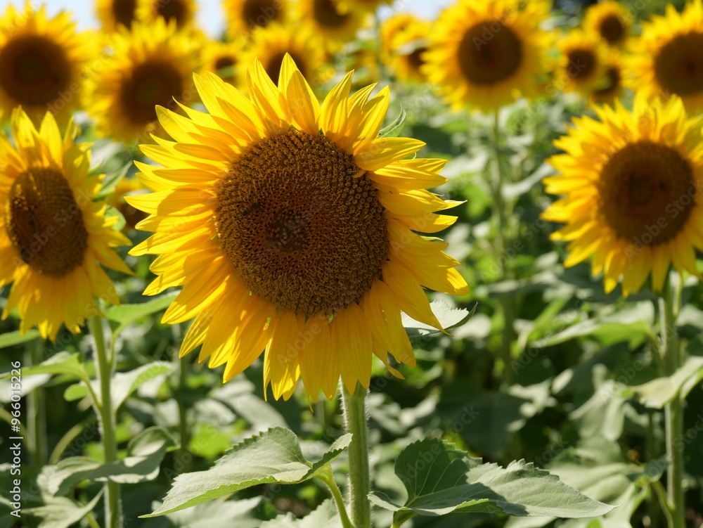 Naklejka premium Beautiful Sunflowers on a Bright Sunny Midwestern Day