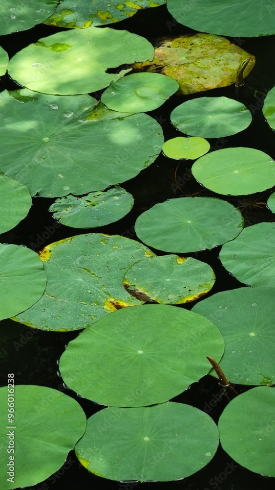 green water lily pads in garden pond floating lotus leaves texture abstract natural pattern vertical background green water lily pads in garden pond floating lotus leaves texture abstract natural pattern vertical background