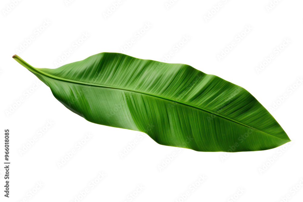Obraz premium Realistic photo of banana leaf, isolated on white background.