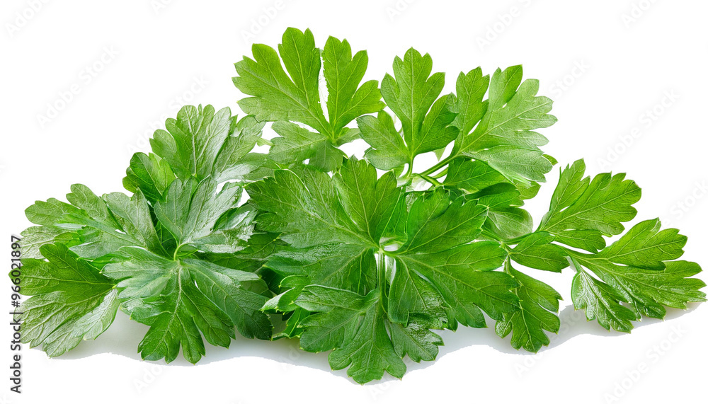 Parsley isolated on white background, full depth of field
Parsley isolated on white background, full depth of field