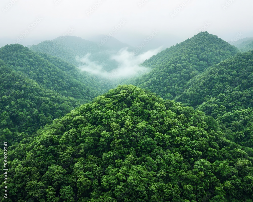 Rainforest canopy, mist rising from the ground, towering trees, rich green tones