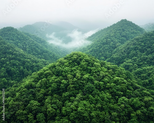 Rainforest canopy, mist rising from the ground, towering trees, rich green tones