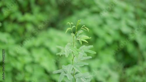 4K closeup shot of leaves of Acacia nilotica plant in Udaipur, Rajasthan, India. Macro shot of leaves of invasive species of Acacia in Rajasthan photo