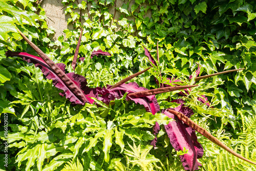 Arum dragon ou Serpentaire commune avec ses grandes inflorescences rouges pourpres sur fond de lierre. Dracunculus vulgaris photo