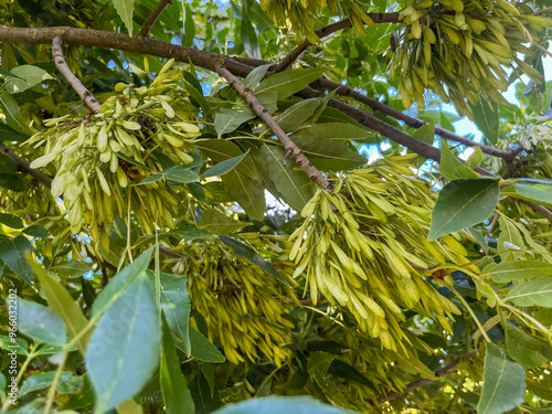 FRAXINUS UHDEI. DETALLE DE LAS SEMILLAS Y RAMA.