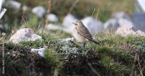 The northern wheatear or wheatear  (Oenanthe oenanthe) , small passerine bird that lives at high altitudes, winter plumage.
