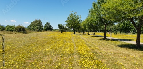 field and blue sky