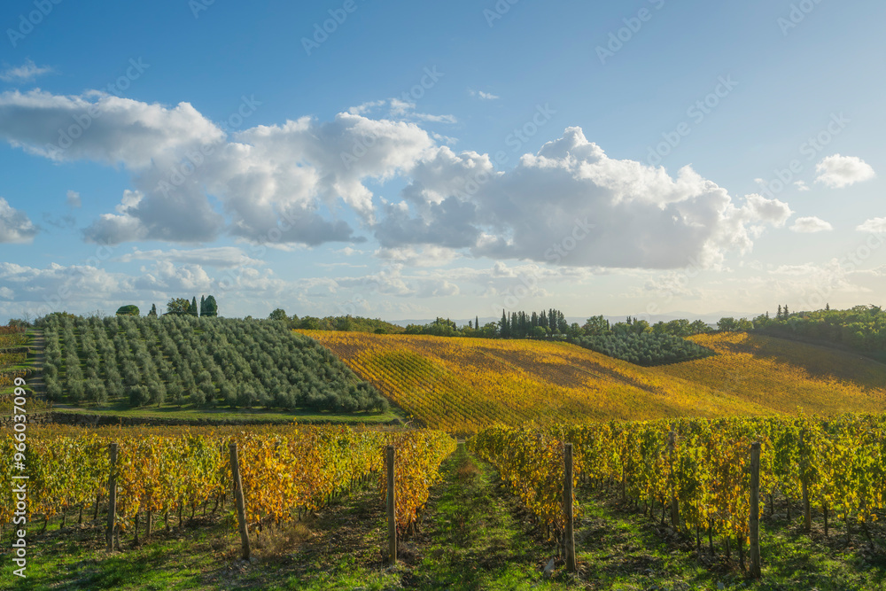 Obraz premium Chianti vineyards landscape at sunset. Tuscany, Italy