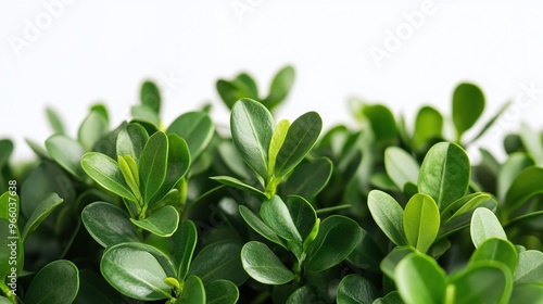 close-up of lush green boxwood shrub leaves on a white background perfect for fresh evergreen landscaping and botanical garden decor