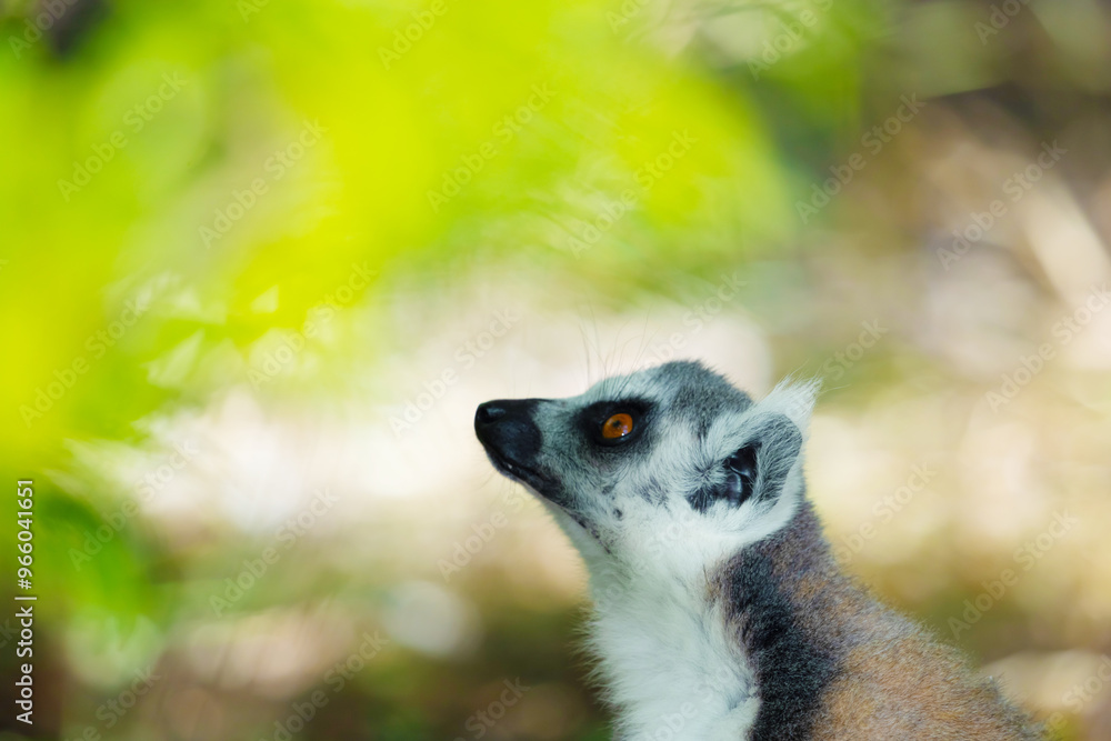 Fototapeta premium ring-tailed gray lemur in natural environment Madagascar.