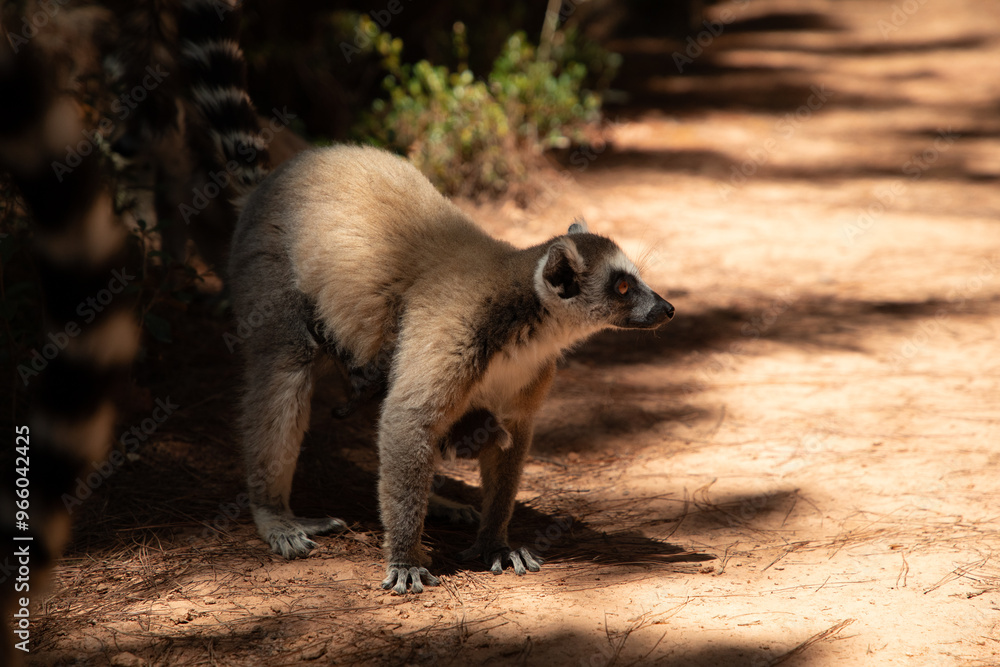 Fototapeta premium ring-tailed gray lemur in natural environment Madagascar.