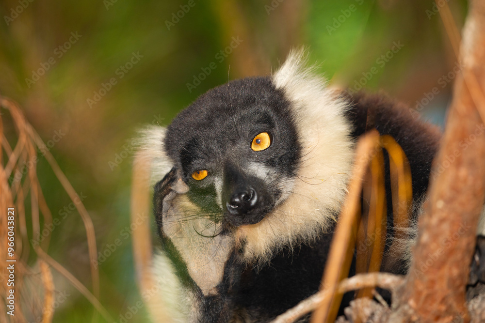Obraz premium black and white ruffed lemur in natural habitat, Madagascar