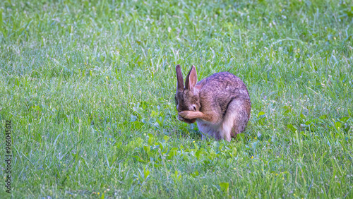 Rabbit-1