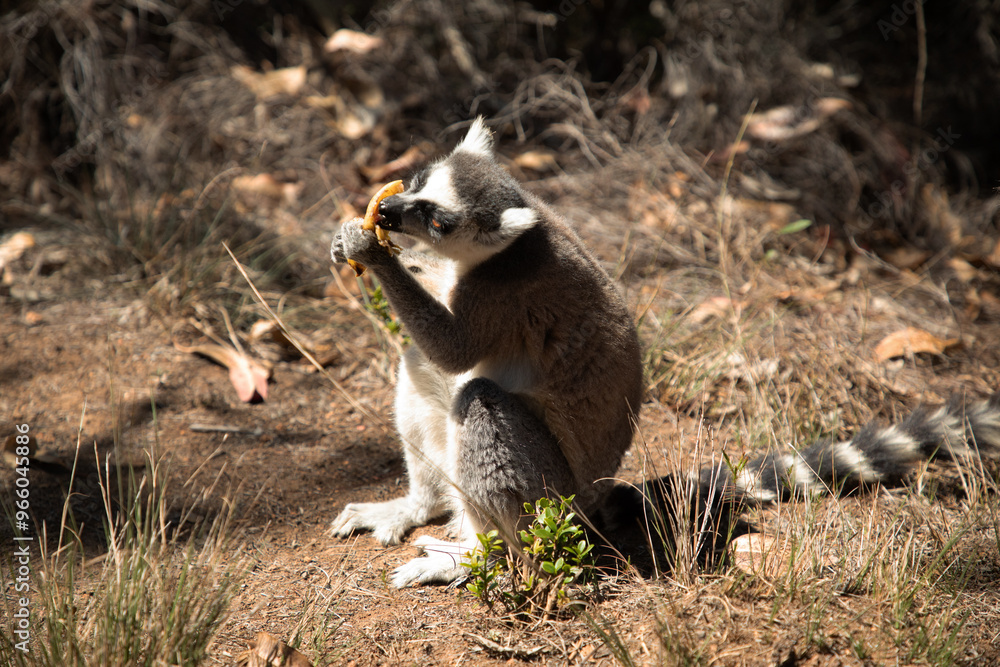 Fototapeta premium ring-tailed gray lemur in natural environment Madagascar.