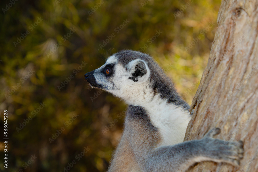 Fototapeta premium ring-tailed gray lemur in natural environment Madagascar.