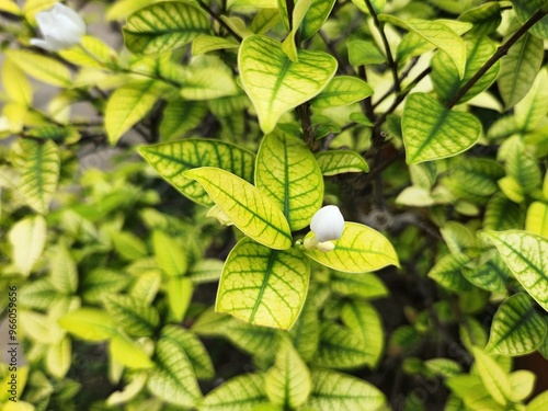 Baby Close Coral Swirl Flower, green leaves on a tree photo