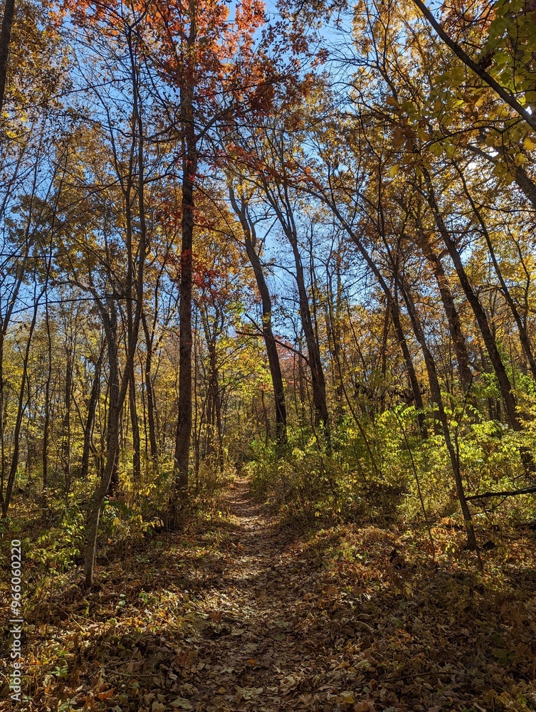 This forest hiking path in an Iowa forest is inviting you to come explore the Midwest and all of the fall colors of the beautiful trees. There are many colors and textures of the trees in the woods. This forest hiking path in an Iowa forest is inviting you to come explore the Midwest and all of the fall colors of the beautiful trees. There are many colors and textures of the trees in the woods.