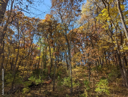 Colorful fall trees show off all of their leaves before they start to fall to the forest floor in this stunning Iowa autumn day.