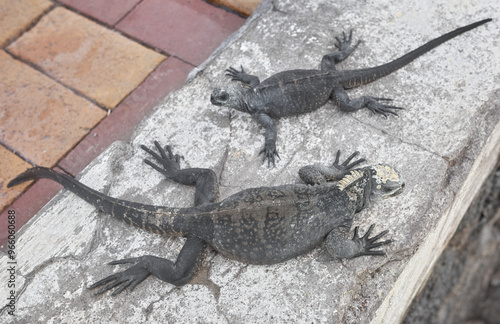 Galapagos marine iguanas on a sidewalk of Puerto Ayora, selective focus, Galapagos Islands, Santa Cruz Island, Ecuador. photo