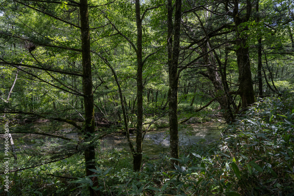 Obraz premium 夏の上高地,遊歩道の景観/長野県