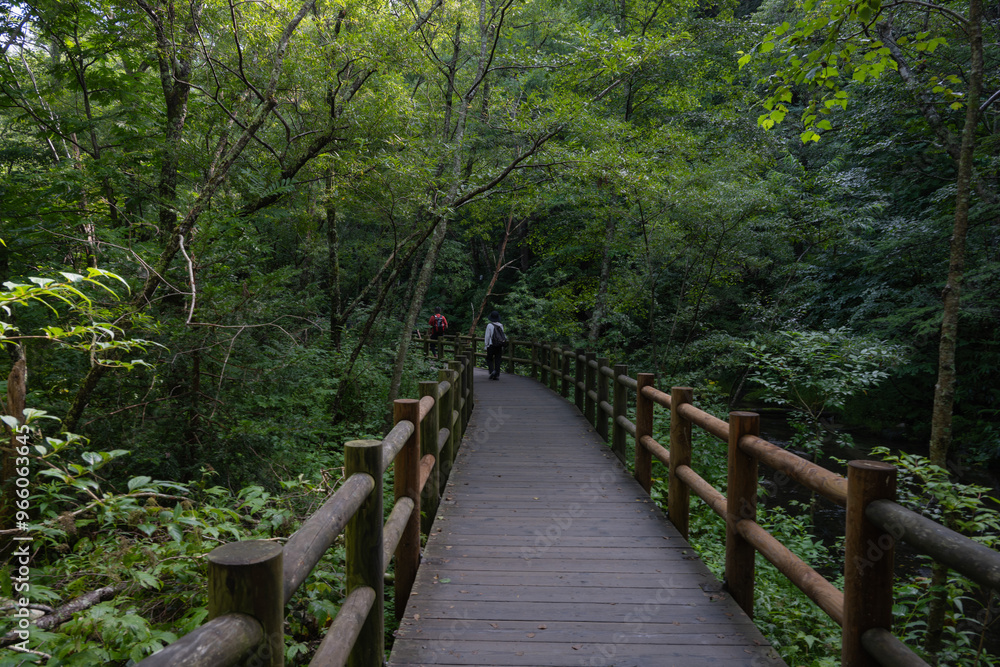夏の上高地,遊歩道の景観/長野県 夏の上高地,遊歩道の景観/長野県