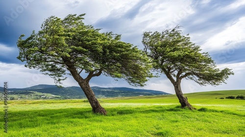 Wind-bent trees in a foggy field showing wind resistance. photo