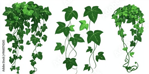 An illustration of hanging ivy branches on a white background. An illustration of climbing ivy on a wall or ceiling.