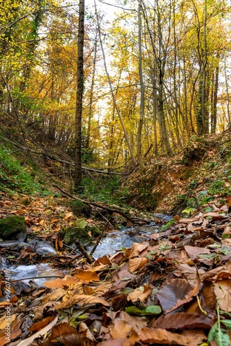 Stream of water running through the autumn forest