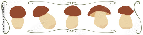 Set of boletus mushrooms vector isolated on white