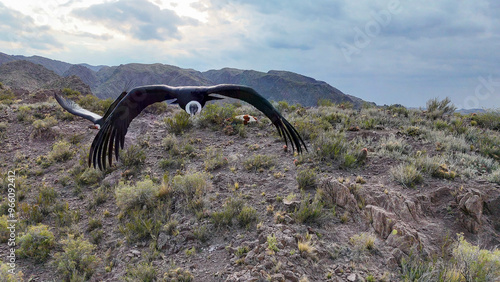 Andean condors (adult males) perched in the Andes mountain range. Eating dead cow. photo