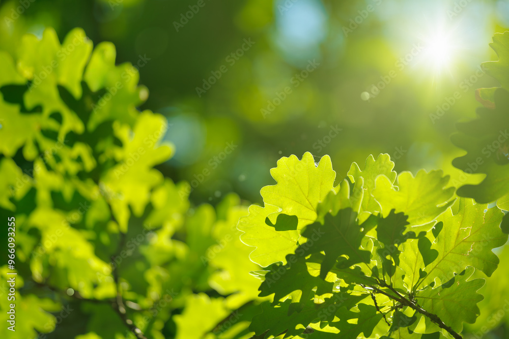 Bright green oak leaves illuminated by warm sunlight create vibrant and serene atmosphere in summer forest. Sunny summer weather in green forest Bright green oak leaves illuminated by warm sunlight create vibrant and serene atmosphere in summer forest. Sunny summer weather in green forest