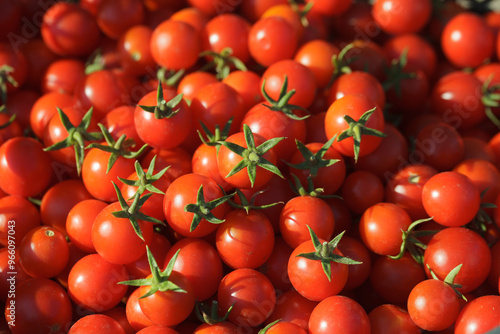 The row of organic red cherry tomatoes from the gardens. Group of fresh tomatoes