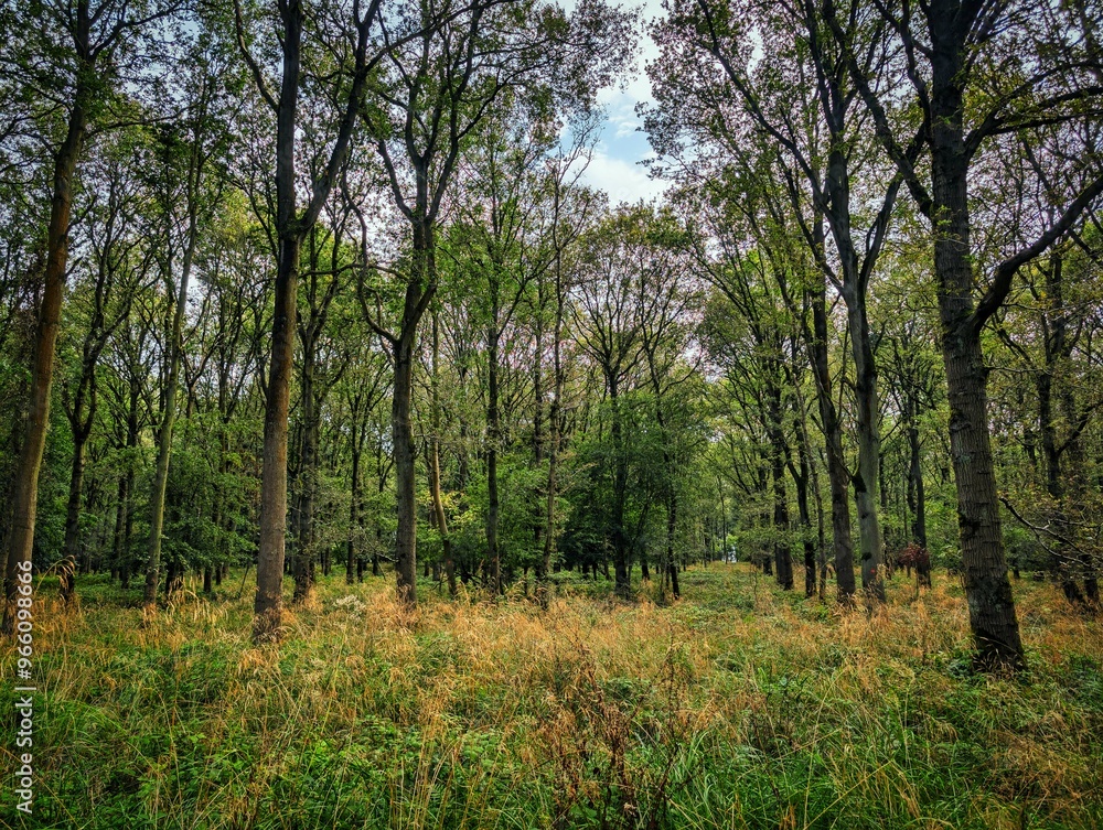 Forested woodland areas in summer UK Europe trees green and blooming Forested woodland areas in summer UK Europe trees green and blooming
