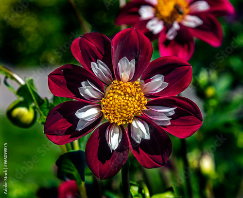 View of dahlia in the garden. Variety - Mary Evelyn photo