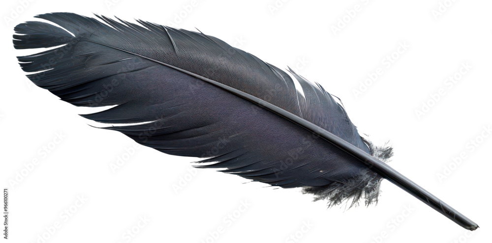 Elegant black feather on white Elegant black feather on white