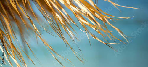 vacation texture background. Sunny day and beach umbrella close up. Relaxation and exotic texture in holyday photo